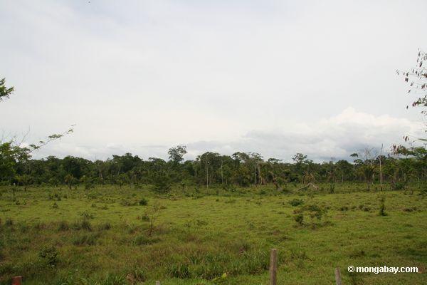 Abholzung für das Vieh, das nahe Puerto Maldanado Peru