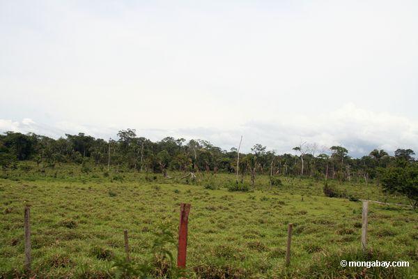 Abholzung für Vieh pastureland nahe Puerto Maldanado