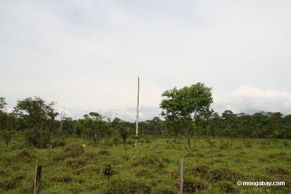 プエルトmaldanado近くの牛の森林破壊