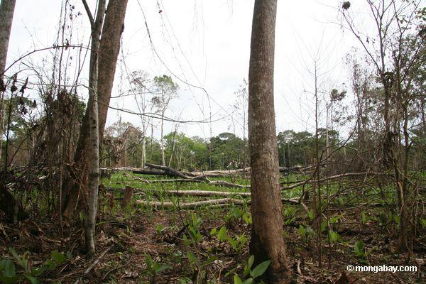 Abholzung für Schrägstrich-und-brennen agirculture