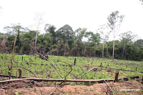 Rainforest löschte für Mais