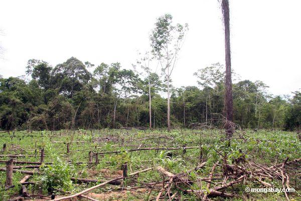 Mais errichtet auf ehemaligem rainforest Land