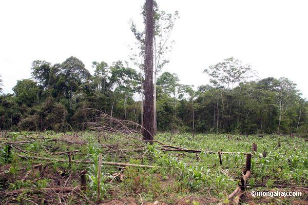 Mais fangen errichtet auf, nachdem rainforest, ist Schrägstrich-und-gebrannt worden 