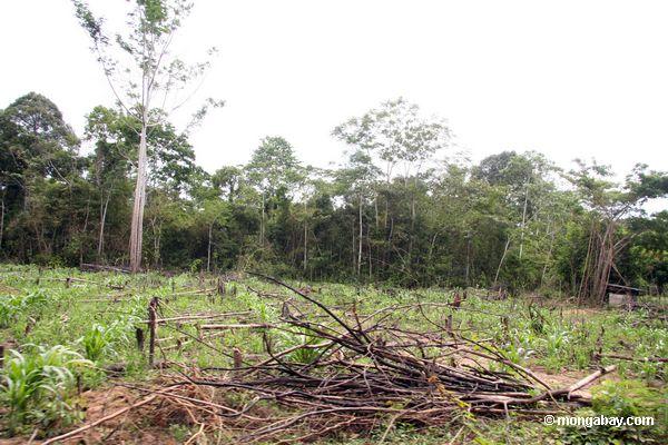 Mais fangen errichtet nach rainforest Schrägstrich-und-brennen