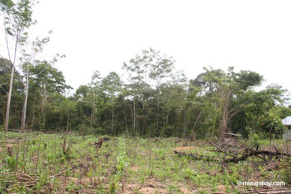 トウモロコシ畑新たに森林伐採地に植え