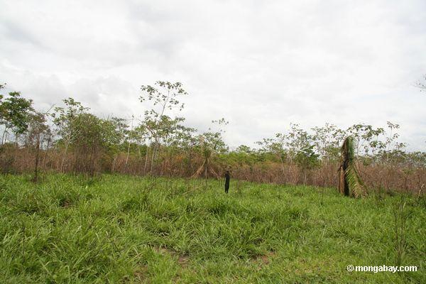 Grasartig Vegetation scheuern, die nach Abholzung nahe Puerto Maldanado auftaucht