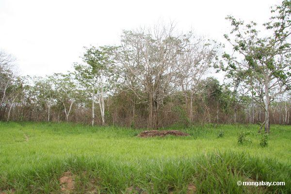 Vegetation, die nach dem Wald auftaucht, der nahe Puerto Maldanado Peru