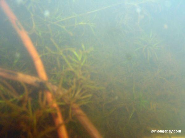 Fuchsschwanz und Victoria cruziana wässern Lilien im Oxbow See