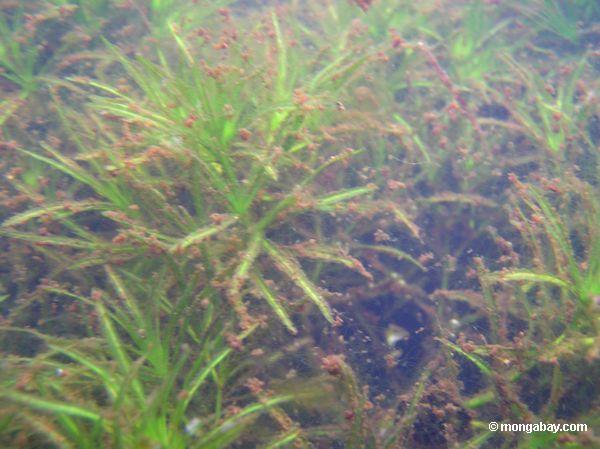 foxtail aquatic plants in amazon oxbow lake