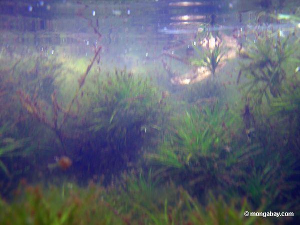 foxtail aquatic plants in amazon oxbow lake