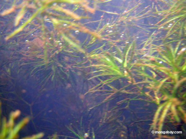 Wasserpflanzen des Fuchsschwanzes Amazon Oxbow im See