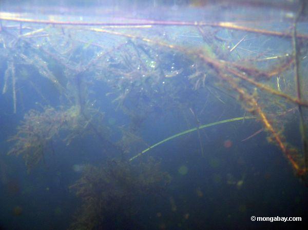 Wasserpflanzen des Fuchsschwanzes Amazon Oxbow im See
