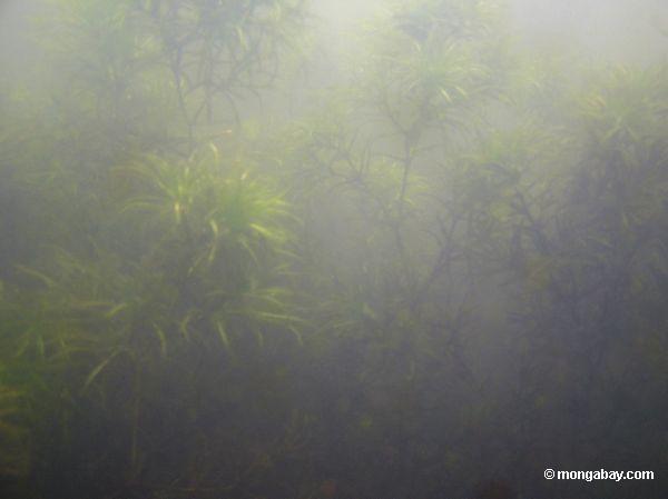 Plantas aquáticas do Foxtail no lago Amazon Oxbow