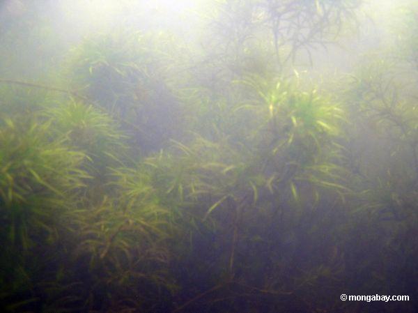Plantas aquáticas do Foxtail no lago Amazon Oxbow