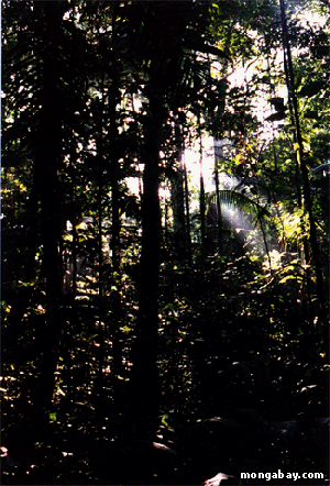 平穏な原生林、ブラジル1999