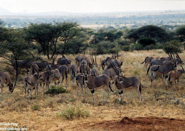Herde von Beisa Oryx oder von afrikanischem Ostoryx (Oryx beisa)