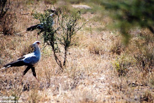 Секретарь птиц (Стрелец serpentarius) ходить по африканским savannha