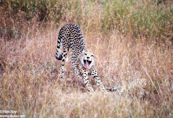 Cheetah que estira con la boca agape