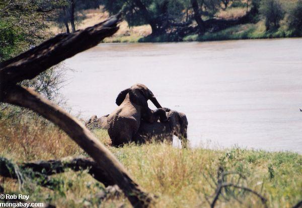 2つの川の近くのアフリカゾウ交尾