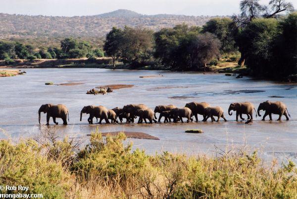 Manada de los elefantes que cruzan un río en Kenia