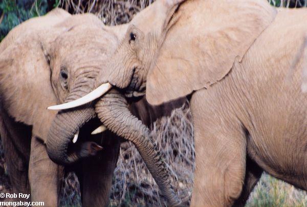 Éléphants africains sauvages joutant