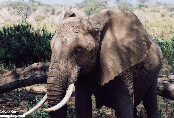 Африканский слон в Кении