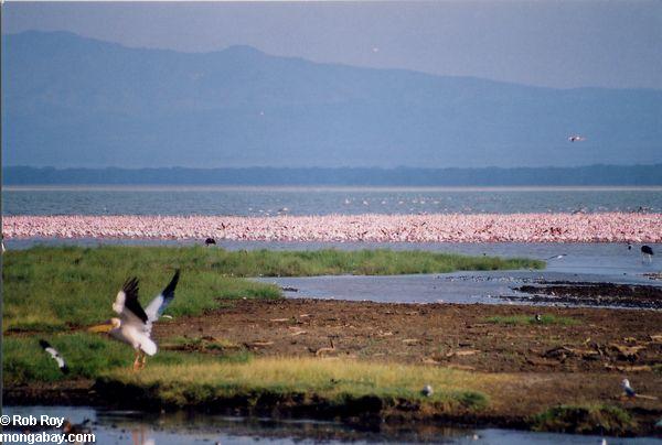 розовых фламинго на озере Накуру национальный парк, Кения