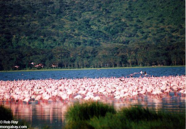 Flamingos rosados en el lago Nakuru, Kenia