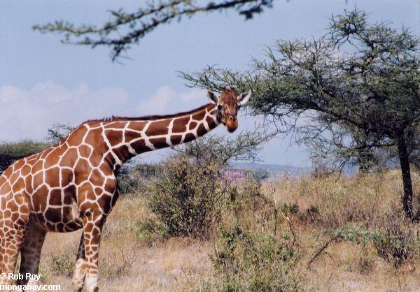 жирафа в Кении