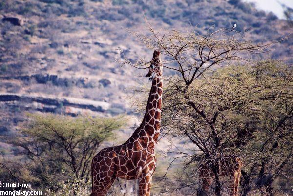 жирафа питания на дереве листьев в Кении