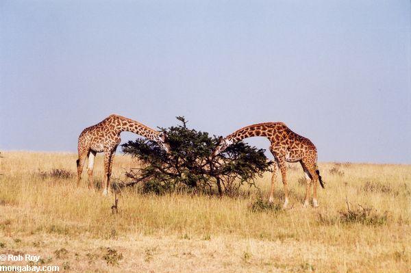 El par de giraffes que alimentan en árbol se va en Kenia