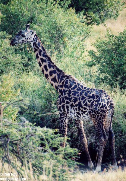 жирафа среди листвы в Кении