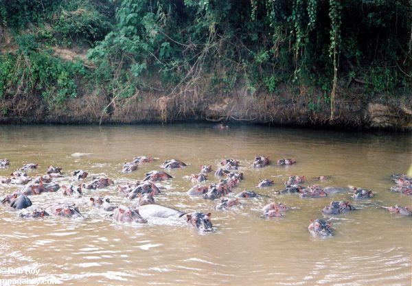 Grand groupe de hippopotamuses (amphibius de Hippopotamus) au Kenya
