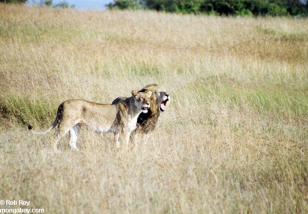 ケニアのライオンのペア