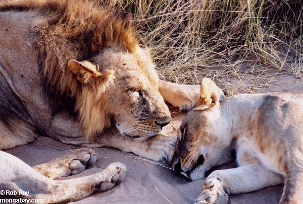 Reclinación de los leones masculinos y femeninos