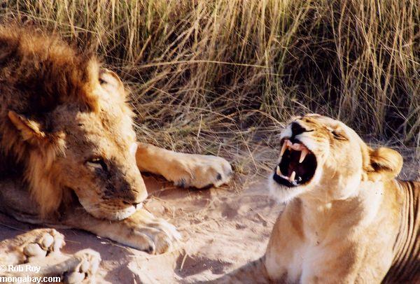 ケニアのライオンのペア睡眠
