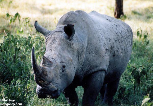 Rhino negro (bicornis de Diceros)
