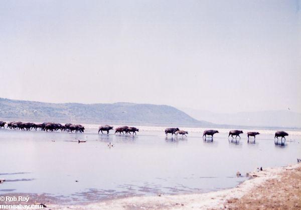 стадо буйволов пересекающих озеро