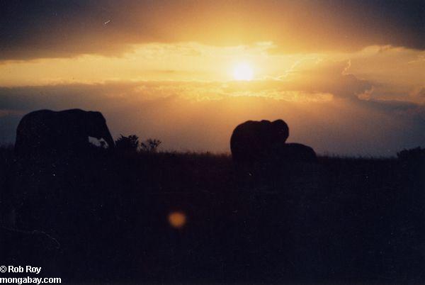 Elefantes en la puesta del sol