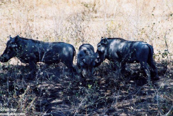 Warthogs (africanus de Phacochoerus) au Kenya