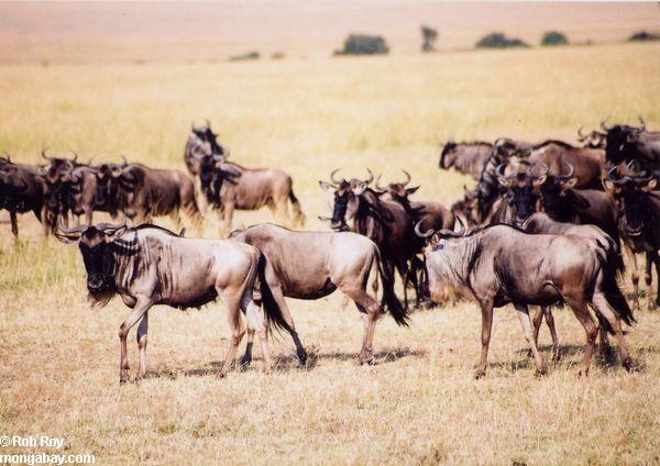 Herde von Wildebeest (Connochaetes taurinus) in Kenia