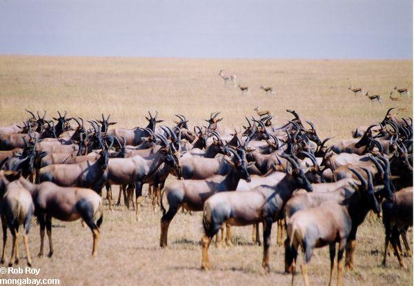 Troupeau d'antilope au Kenya