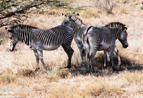 Zebra in Kenia 