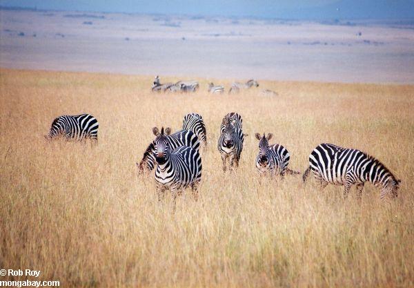 Зебра в пастбища Кении