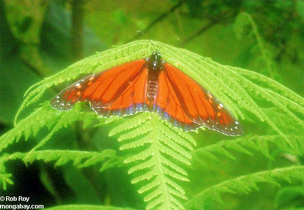 Бабочка на папоротник