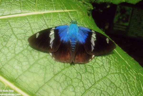 Бабочка Морфо в Коста-Рике