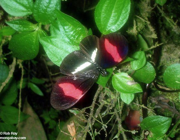 Heliconid butterfly