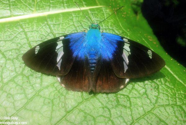 синяя бабочка Морфо в Коста-Рике