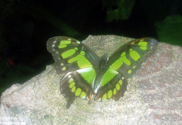 緑の蝶