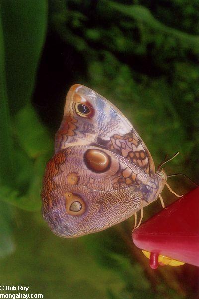 Butterfly [butterfly_07]